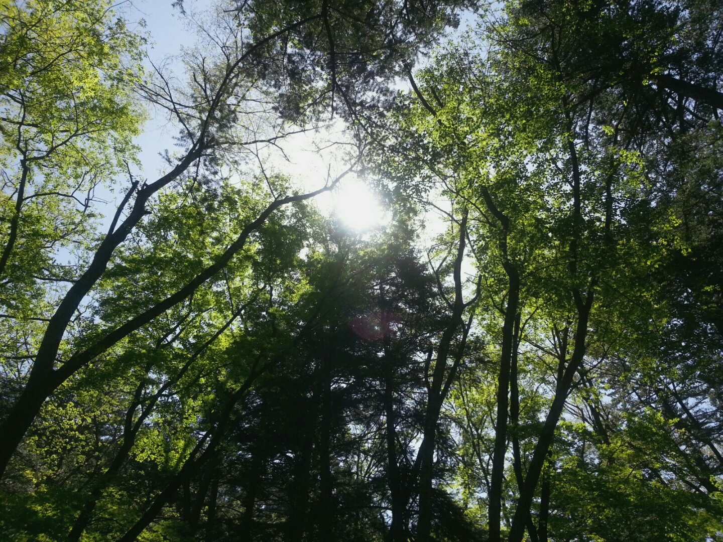 높은 전나무 사이로 햇빛과 함께 피톤치드 향이 가득했다