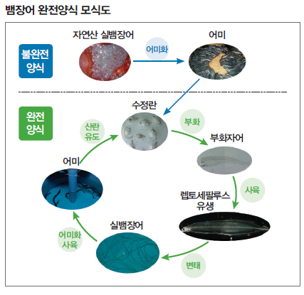 뱀장어 완전양식 모식도