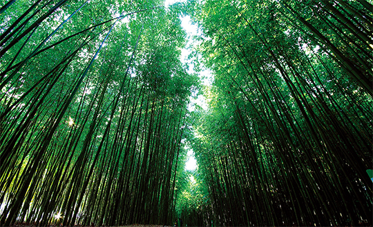 태화강 십리대숲. 대나무가 푸르다.