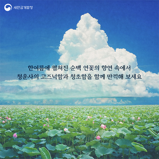 문학 속에 핀 백련 청초함을 만끽하다