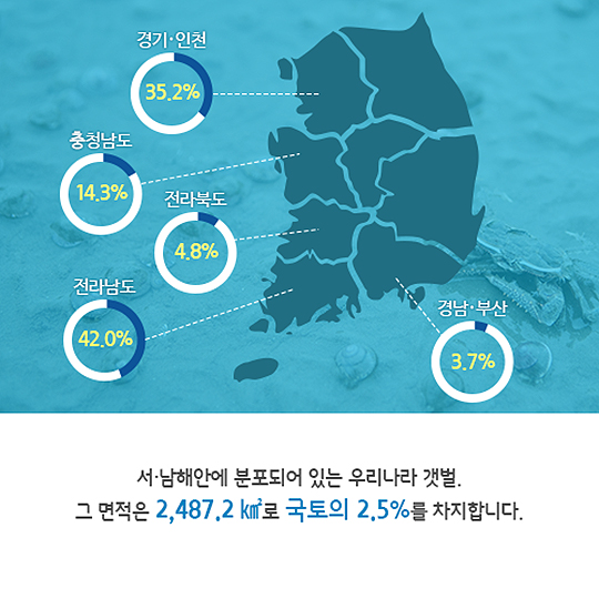 여의도 247개 만한 갯벌이 사라졌습니다