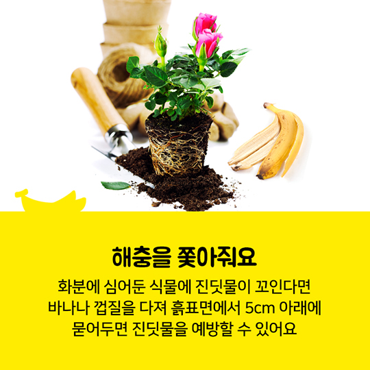 바나나 껍질 버리지 마세요!