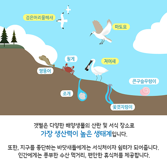 여의도 247개 만한 갯벌이 사라졌습니다