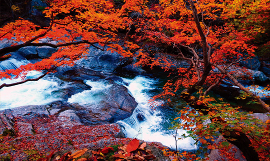지리산의 단풍 명소 뱀사골.