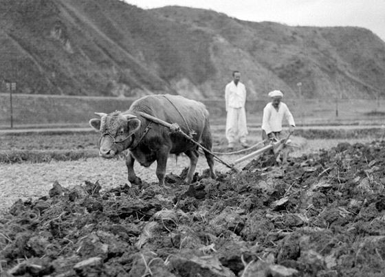 1958년 밭을 가는 농부.