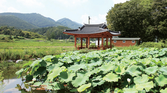 경북 영주 금대마을의 전경.(사진=금대마을)