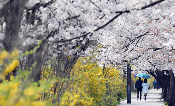 지난해 4월 봄꽃이 만개한 화창한 날씨 속에 시민이 산책을 하며 즐거운 한때를 보내고 있다. (사진=저작권자(c) 연합뉴스, 무단 전재-재배포 금지) 