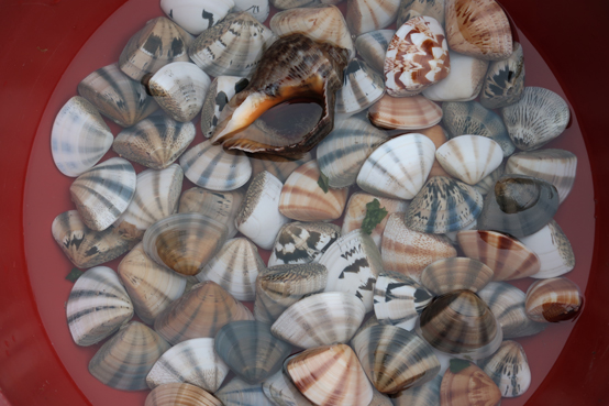 돈목해변에서 호미로 캔 백합과에 속하는 이매패 민들조개