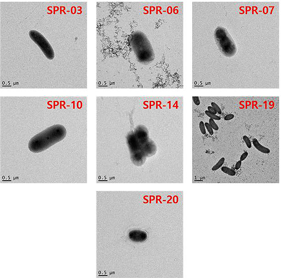 비소 산화능을 보유한 신종 미생물 7종의 투과전자현미경 사진