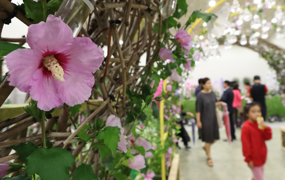지난해 8월 세종컨벤션센터에서 열린 '나라꽃 무궁화 세종축제'에서 시민들이 무궁화를 보고 있다. <저작권자(c) 연합뉴스, 무단 전재-재배포 금지>