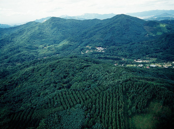 산림청, 나무심기 추진 계획