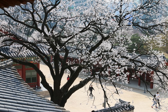덕수궁 석어당에서 만끽하는 봄풍경 (사진 = 문화재청)