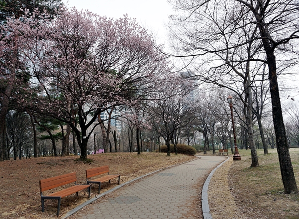 꽃잎이 흩나리는 저 벤치에 점심시간에 한번 앉았다 돌아오면 오후시간이 활력날 듯싶다. 