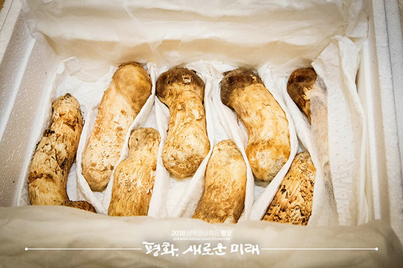 김정은 국무위원장으로부터 선물 받은 송이버섯. ⓒ 평양사진공동취재단