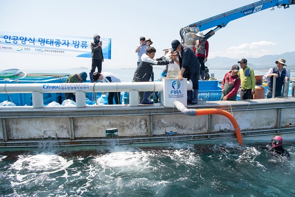 지난해 5월 31일 강원도 고성군 공현진 연안 해역에서 한해성수산센터 관계자들이 어린명태를 방류하고 있다. 이날 어린명태 50만 마리가 방류됐다.(출처=뉴스1)