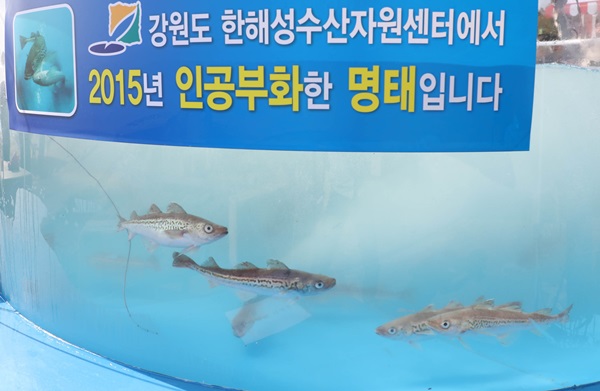 지난 2015년 인공부화한 명태가 수족관 안에서 헤엄치고 있다.(출처=뉴스1)