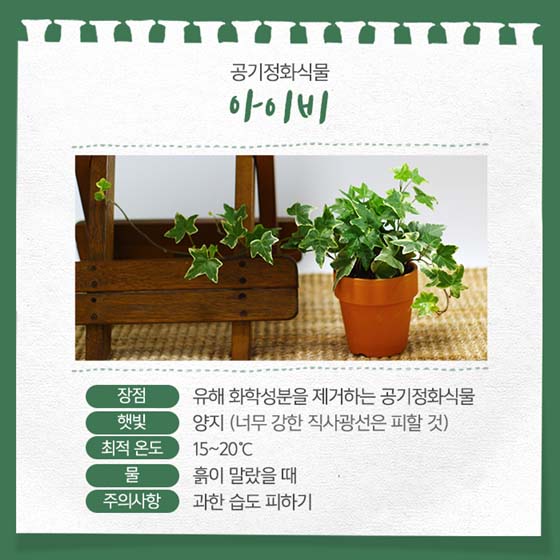 곰손도 쉽게 키울 수 있는 반려식물 5