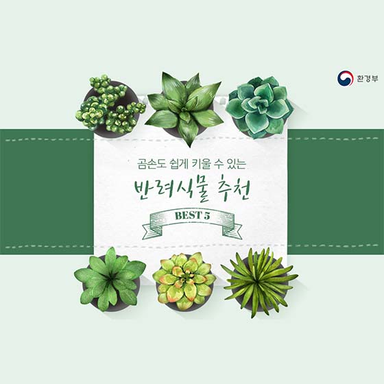 곰손도 쉽게 키울 수 있는 반려식물 5