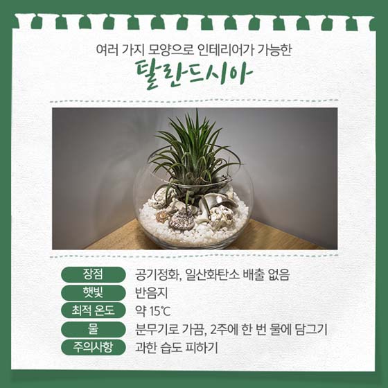 곰손도 쉽게 키울 수 있는 반려식물 5