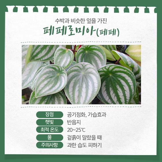 곰손도 쉽게 키울 수 있는 반려식물 5
