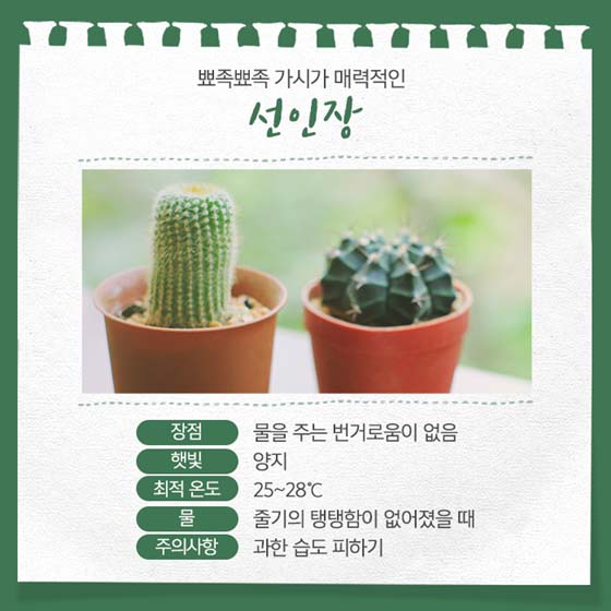 곰손도 쉽게 키울 수 있는 반려식물 5