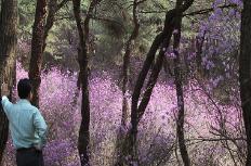 “세종대왕릉 진달래 동산에서 봄 정취 느껴보세요”