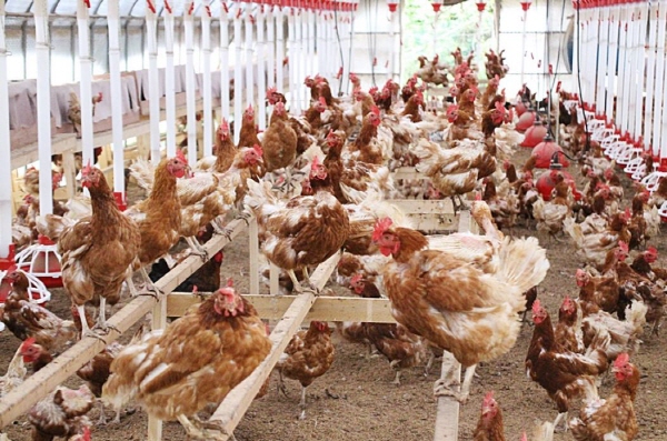 자연방사하여 닭을 키우는 사육환경 번호 1인 가평군 이화농장의 닭의 표정이 행복해 보인다.