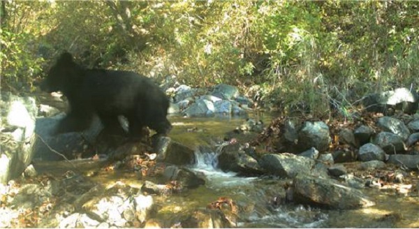 비무장지대에서 포착된 반달가슴곰(사진=환경부)