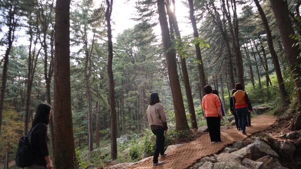 전국 최대의 잣나무 숲에 조성된 산책로를 따라 걸으면 저절로 아픔이 치유되는 느낌을 받는다.