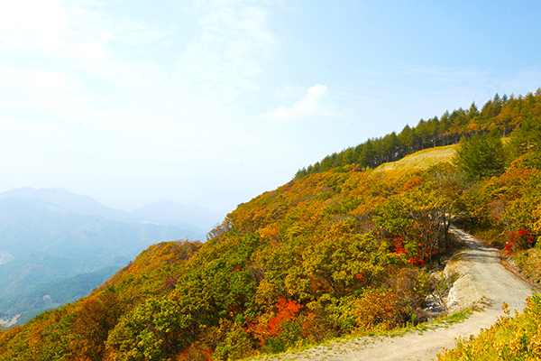 운탄고도의 가을. 고지대에서 보는 낙엽과 멀리 보이는 산까지 말이 필요없는 자연의 작품이다.