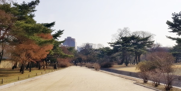 넓은 평지에 확 트인 길이 환해 보이는 창경궁. 누구나 가기 쉬운 길이라는 생각하니 마음도 밝다. 