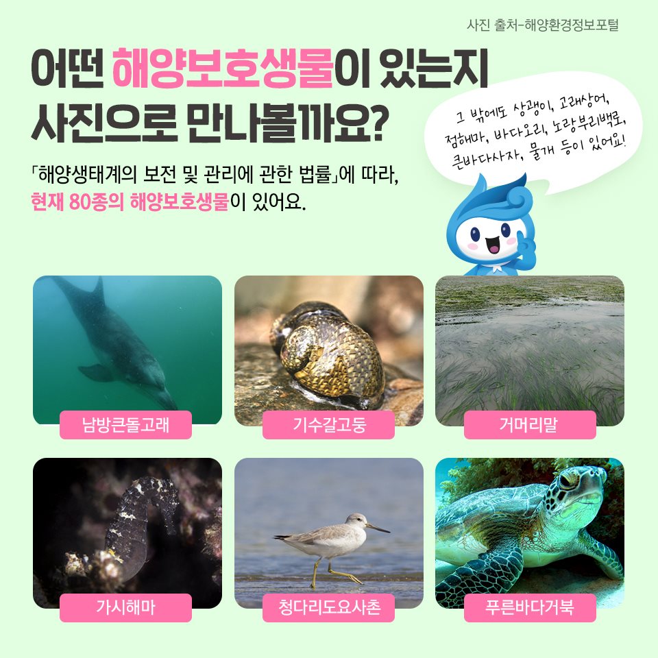 바다의 ‘천연기념물’이라고 불리는 해양보호생물을 소개합니다!