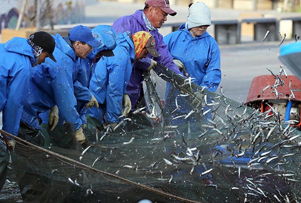 부산 기장군 기장읍 대변항에서 어부들이 구성진 노랫가락에 맞춰 그물에 걸린 멸치를 털고 있다.(사진=저작권자(c) 연합뉴스, 무단 전재-재배포 금지)