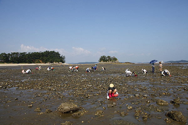 충남 태안 용신어촌체험마을에서 갯벌체험에 참여한 가족들이 바지락을 캐고 있다.(사진=정책브리핑 포토)