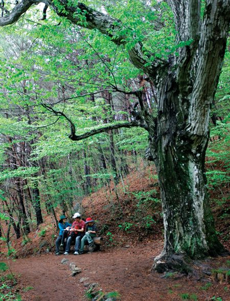 매동마을 위쪽 숲길에서 만나는 개서어나무 고목.