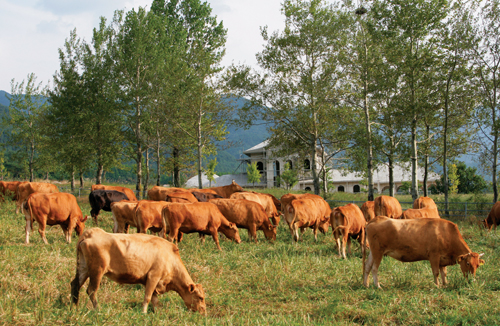 한우 및 젖소 농가의 생산성 향상을 위해 국가 단위의 검정과 유전능력평가를 실시하고 우수한 부증씨수소에서 생산한 정액을 농가에 공급하고 있다.