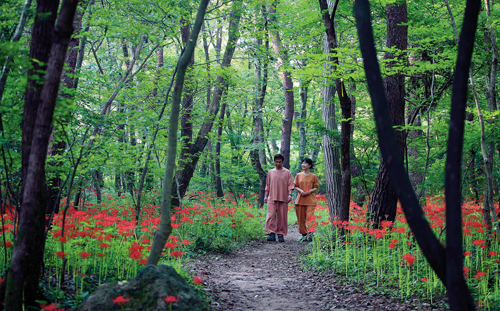 선운사 도솔암 인근의 아름다운 꽃무릇길. 9월 중순쯤의 풍경이다.