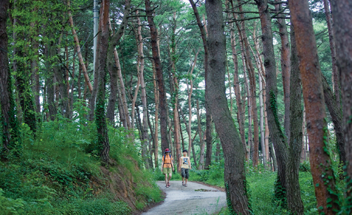 신사임당길을 걷는 도중 만나게 되는 시루봉 솔숲길. 