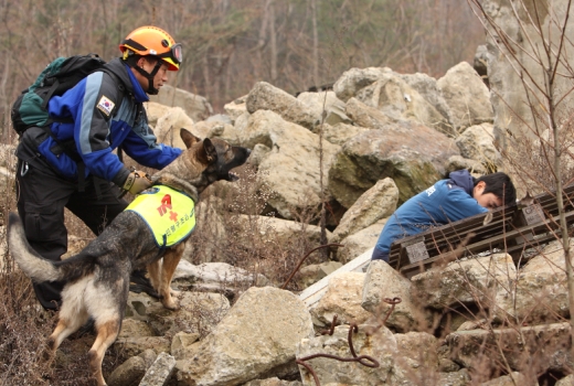 인명구조 훈련견들이 산악사고 실종자 수색훈련을 하고 있다. 
