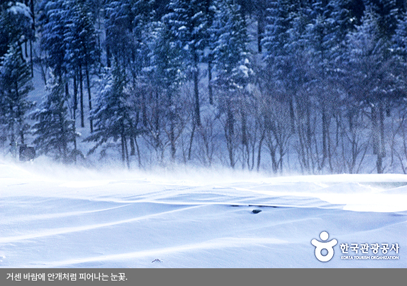 거센 바람에 안개처럼 피어나는 눈꽃