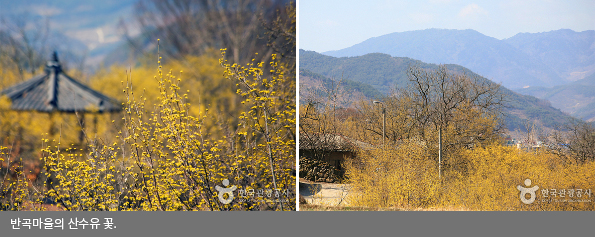 반곡마을의 산수유 꽃