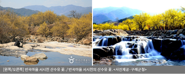 반곡마을 서시천 산수유 꽃 / 반곡마을 서시천의 산수유 꽃<사진제공·구례군청>