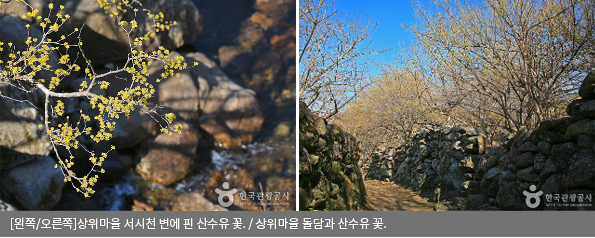 [왼쪽/오른쪽]상위마을 서시천 변에 핀 산수유 꽃 / 상위마을 돌담과 산수유 꽃