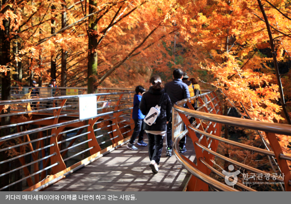 키다리 메타세쿼이아와 어깨를 나란히 하고 걷는 사람들