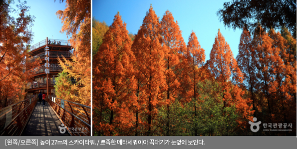 [왼쪽/오른쪽]높이 27m의 스카이타워 / 뾰족한 메타세쿼이아 꼭대기가 눈앞에 보인다.