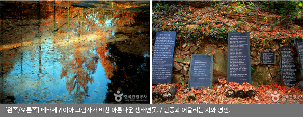 [왼쪽/오른쪽]메타세쿼이아 그림자가 비친 아름다운 생태연못 / 단풍과 어울리는 시와 명언