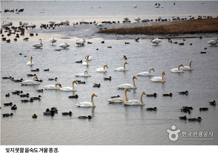 잊지 못할 을숙도 겨울 풍경