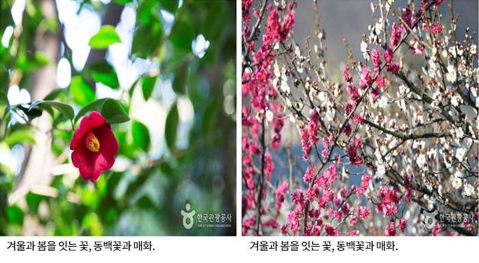 겨울과 봄을 잇는 꽃, 동백꽃과 매화, 겨울과 봄을 잇는 꽃, 동백꽃과 매화