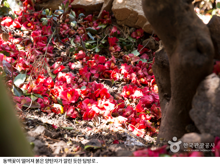 동백꽃이 떨어져 붉은 양탄자가 깔린 듯한 탐방로