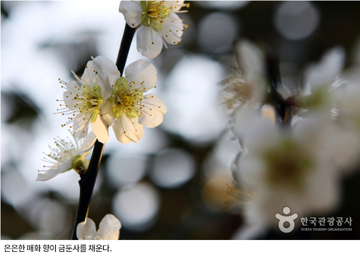 은은한 매화 향이 금둔사를 채운다.